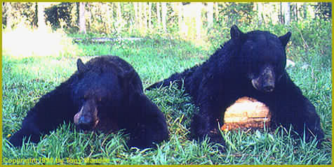 BC Black Bear IV