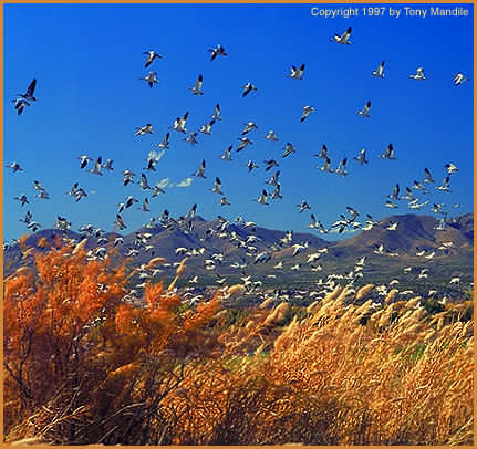 Snows in Flight