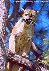 Mountain Lion