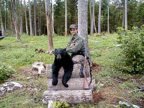Maine BlackBear