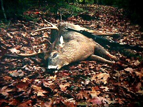 NH Buck