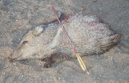 My 2002 Archery Peeg