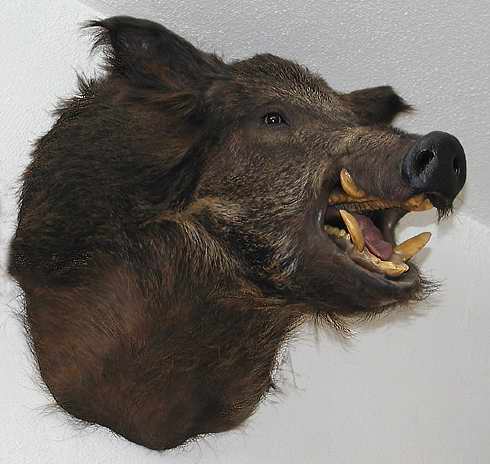 Russian Boar