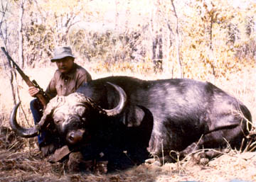 Cape buffalo