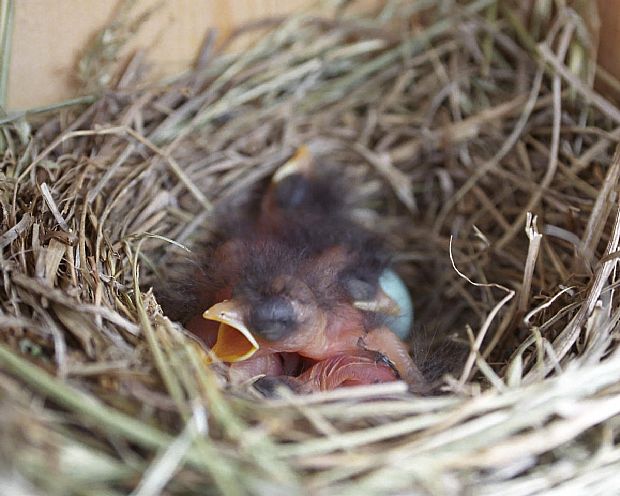 Baby Bluebird