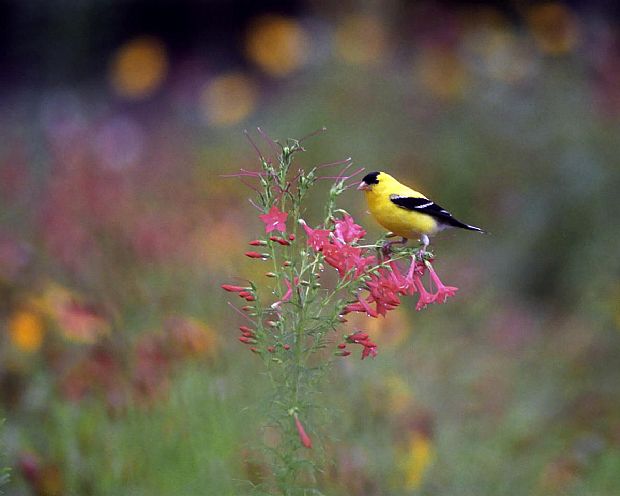 GoldFinch in Flowers