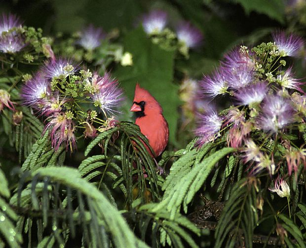 Cardinal in Mimosa