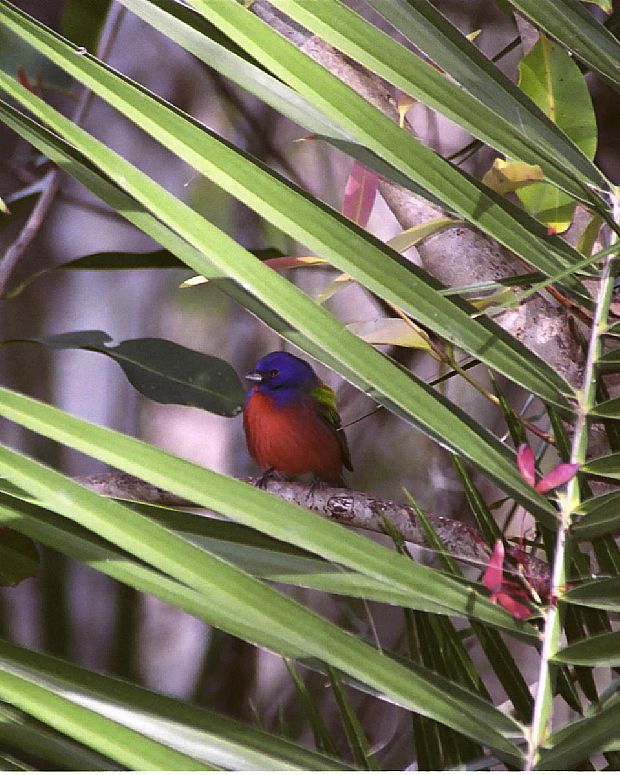 Painted Bunting