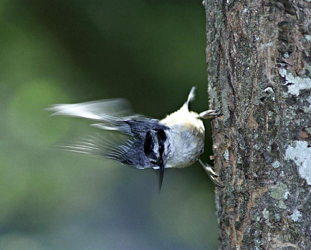 Red Breasted Nuthatch