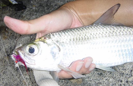 Tarpon again