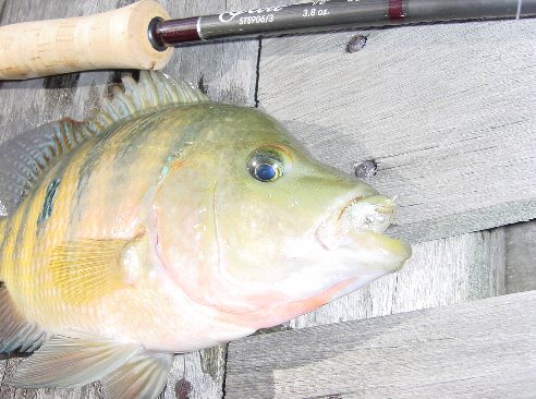 Mayan cichlid on fly