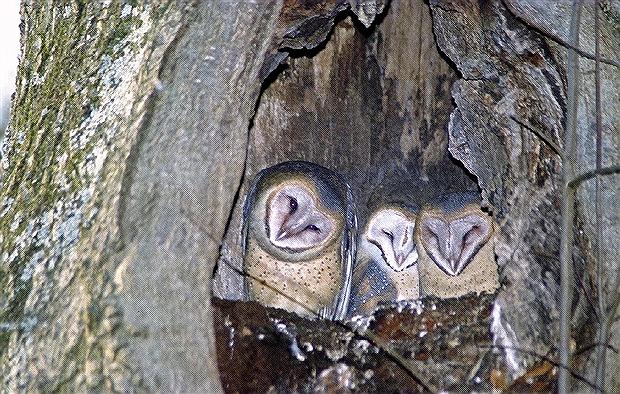 Barn Owls