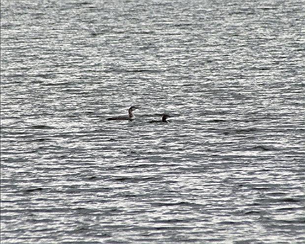 Yellow Billed Loon