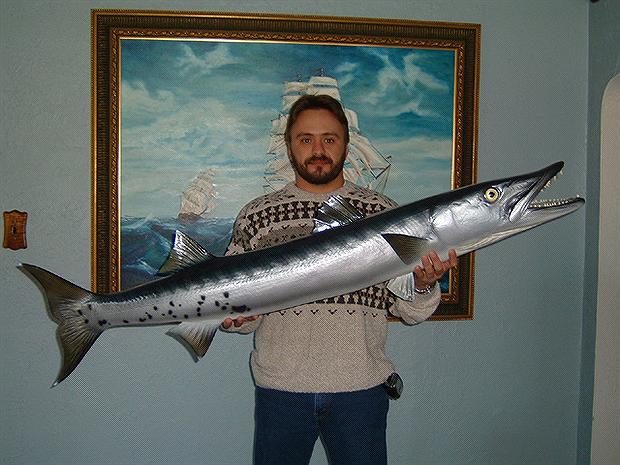 Trophy Atlantic Barracuda