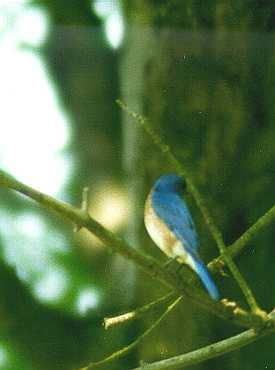 blue bird