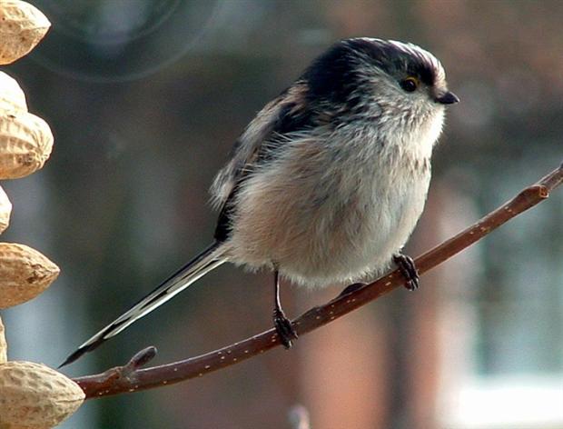 Long-tailed Tit