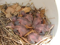 baby purple martins