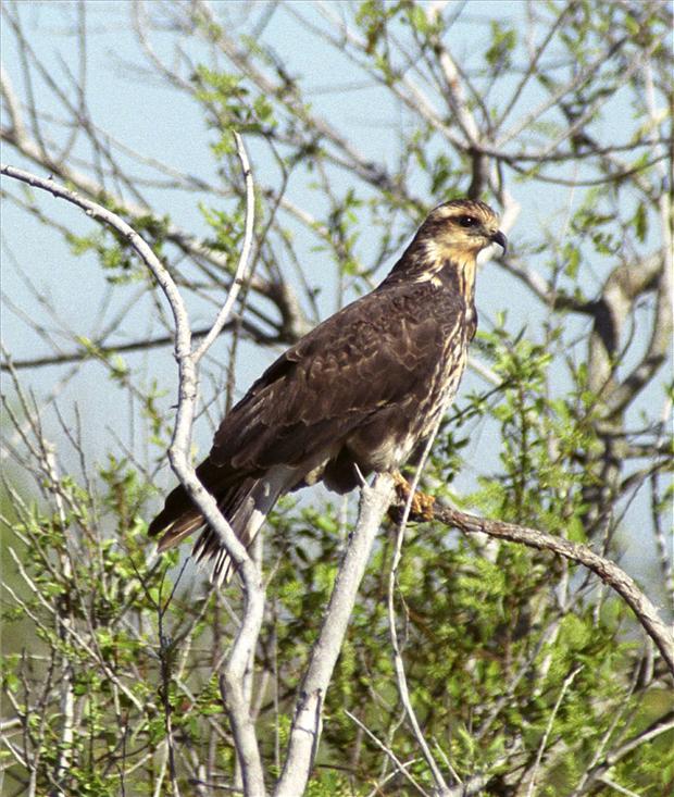 Snail Kite