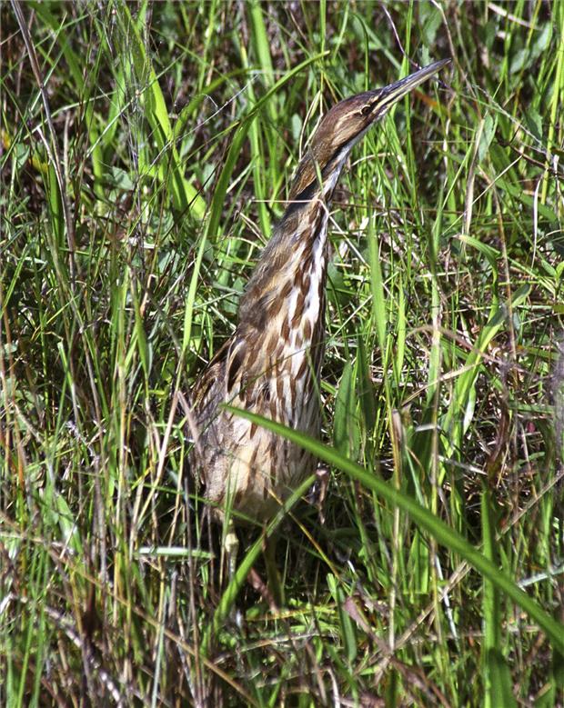 American Bittern