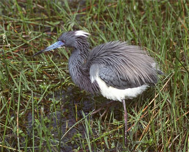 Tri-Colored Heron