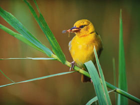 African Golden-Weaver