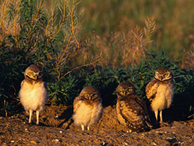 Burrowing Owls at Den