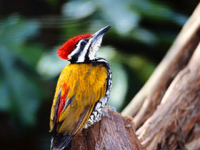 Golden-Backed Woodpecker