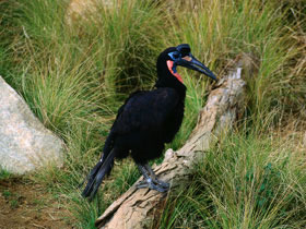 Ground Hornbill