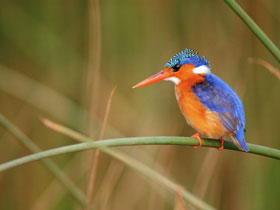 Malachite Kingfisher