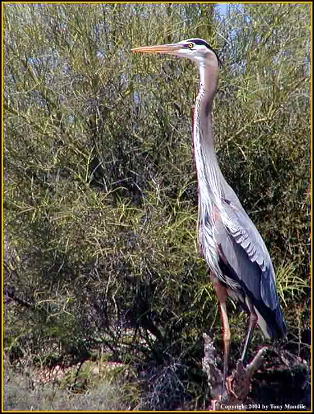 Great Blue