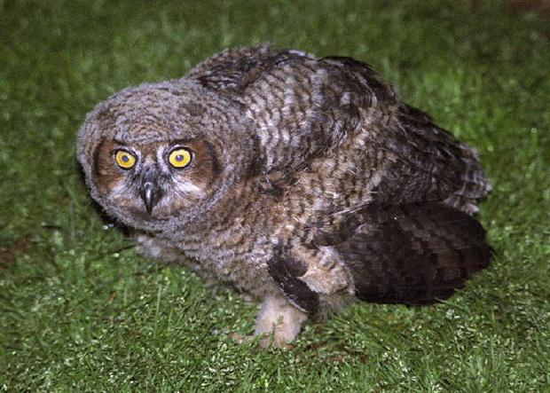 Owl Fledgling