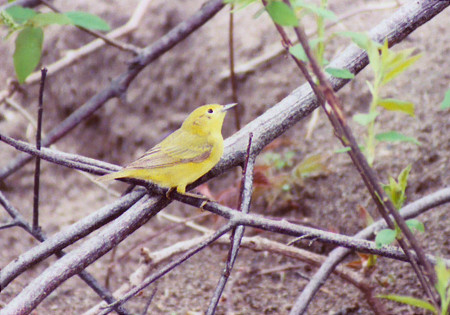 Yellow Warbler