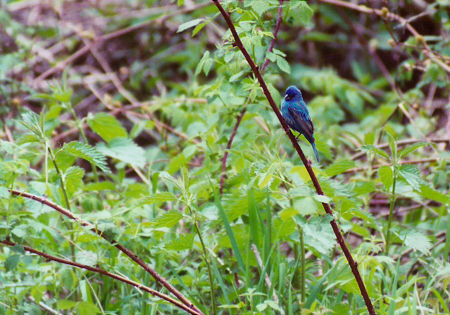 Indigo Bunting