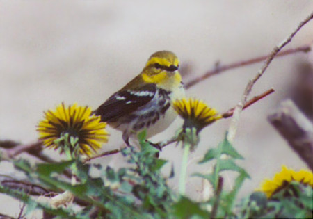 Black-throated Green Warbler