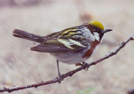 Chestnut-sided Warbler