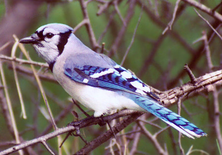 Blue Jay