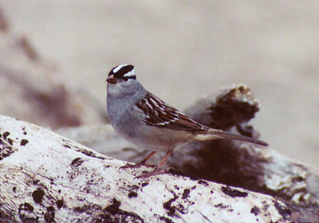 White-crowned Sparrow