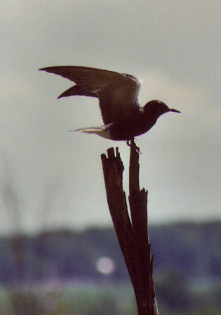 Black Tern