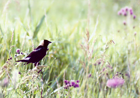 Bobolink