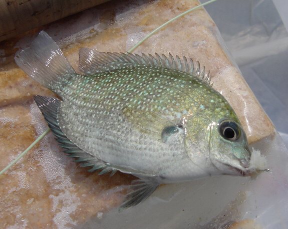 Green Chlormide on Bread Fly