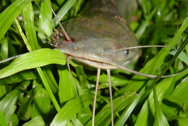 Catfish on fly