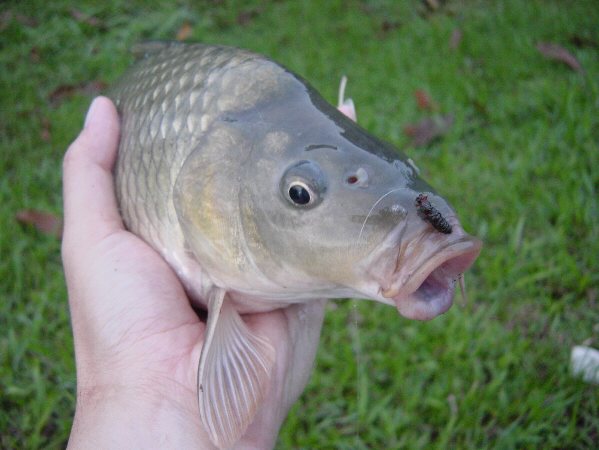 1st Carp on Nymph