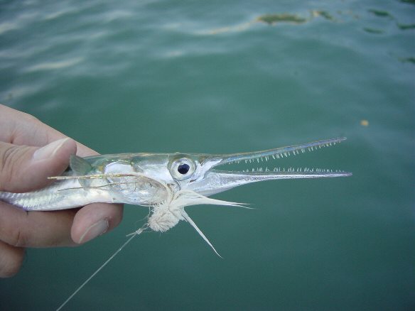 Needlefish on muddler.