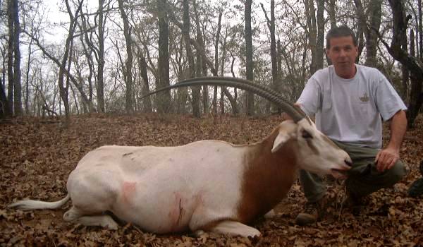 Scimitar Oryx