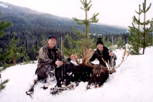 BC moose
