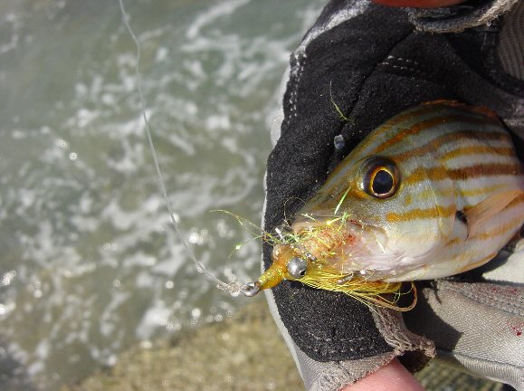 Spanish Flag Snapper