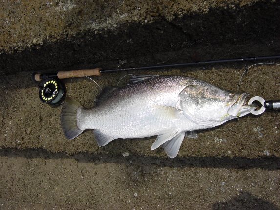 Barramundi on Chenile Charlie