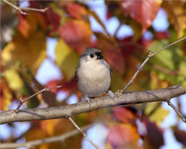 Fall Titmouse