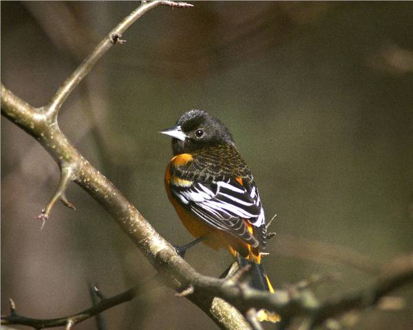 Baltimore Oriole