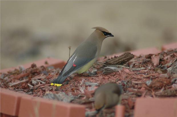 Cedar Waxwing.